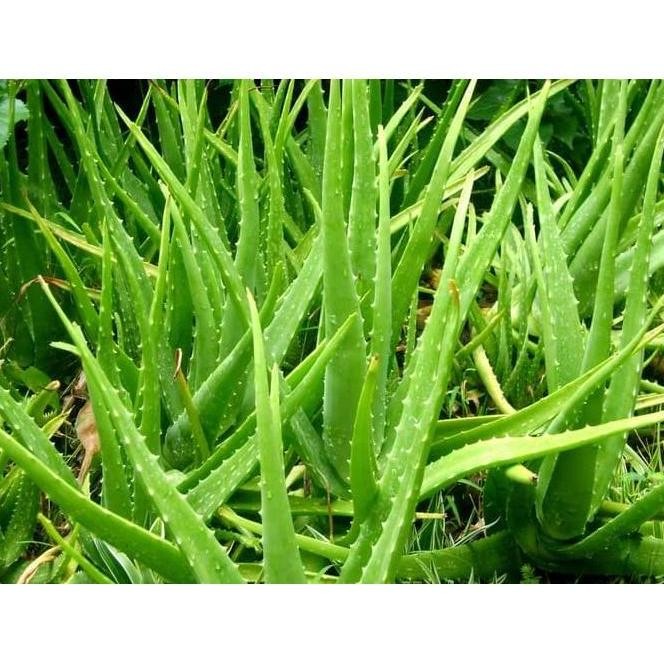 

Terlaris Tanaman / Bibit / Lidah Buaya Ukuran Tinggi Rata2 Diatas 40Cm Terlarissss