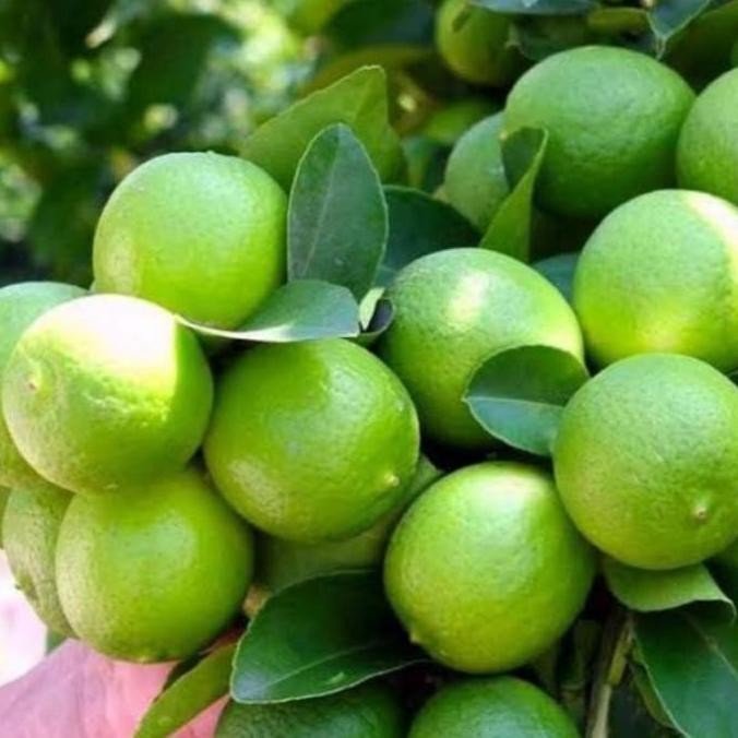 

Terlaris Baru Baru Datang Sudah Berbuah Bibit Tanaman Buah Jeruk Nipis Super Ax