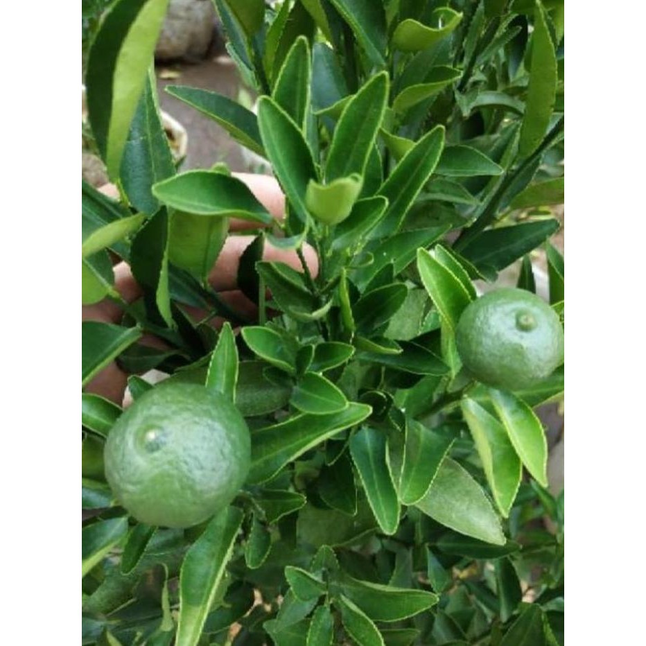 

Terlaris Sudah Berbuah Bibit Pohon Tanaman Buah Jeruk Limo Sudah Berbuah Nipis Tob