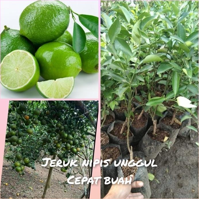 

Terlaris Premium Bibit Jeruk Nipis Unggul Super Pohon Buah Jeruk Nipis Bb
