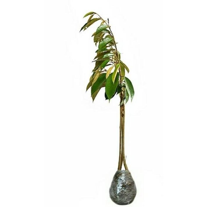 

Terlaris Promo Imlek 5 Bibit Tanaman Durian Kaki 3 Mix