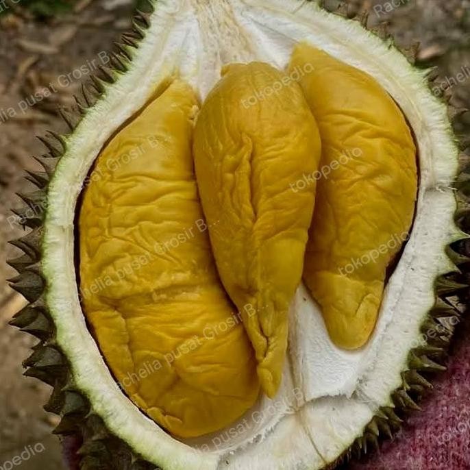 

Terlaris Bibit Durian Duri Hitam Kaki 1