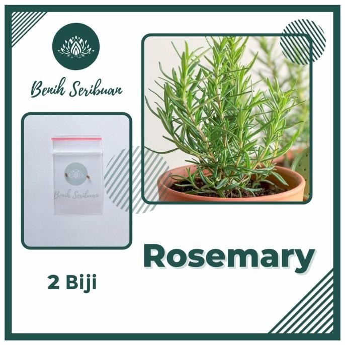 

Terlaris New 2 Bibit Rosemary Herb Benih Tanaman Herbal Bunga Rosmarinus