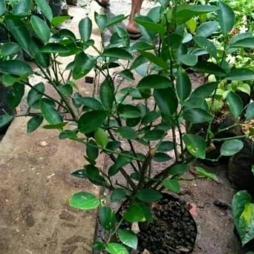 Terlaris Pohon Jeruk Nipis-Bibit Pohon Jeruk Nipis