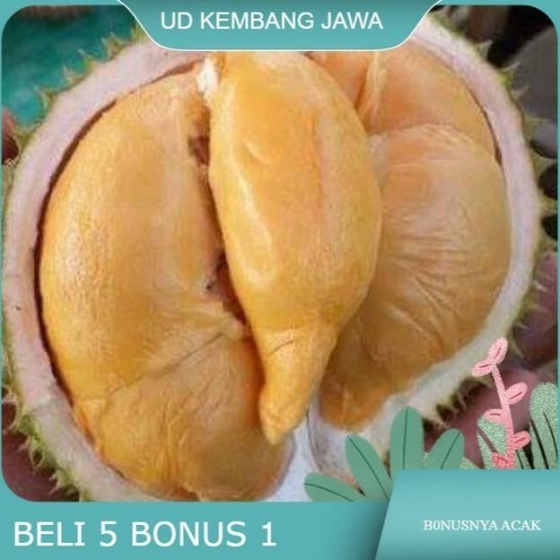 

Terlaris Bibit Durian Super Tembaga Bangka Okulasi Cepat Buah