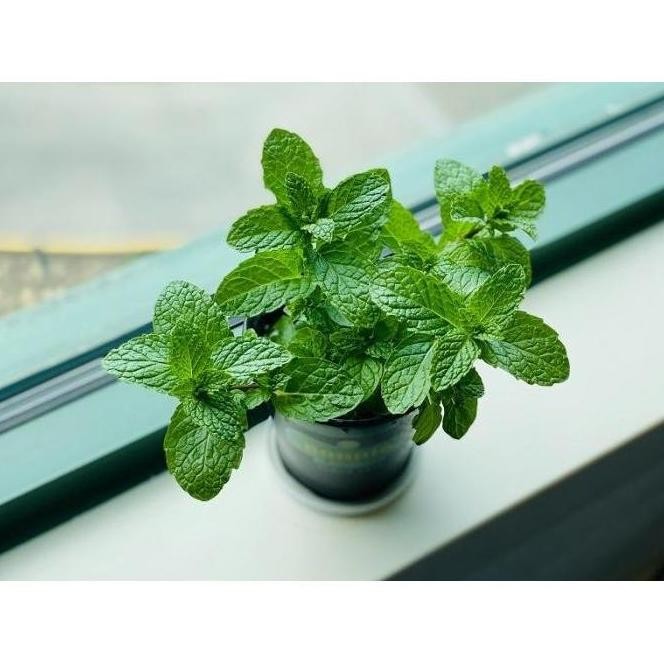 

Terlaris Ankn Bibit Tanaman Daun Spearmint - Daun Mint - Menthol - Tanaman Herbal