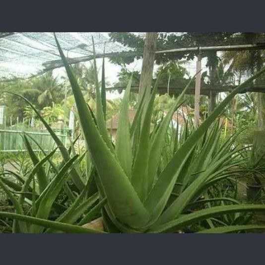 

Terlaris Bibit Tanaman Hias Lidah Buaya (Aloe Vera)