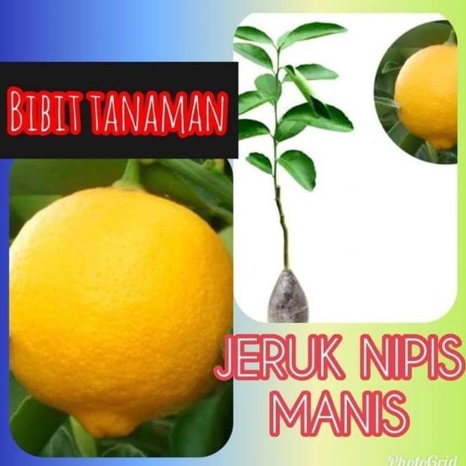

Terlaris Teercayaa Obral C4Ri Bibit Tanaman Buah Jeruk Nipis Manis - Nimas Atz