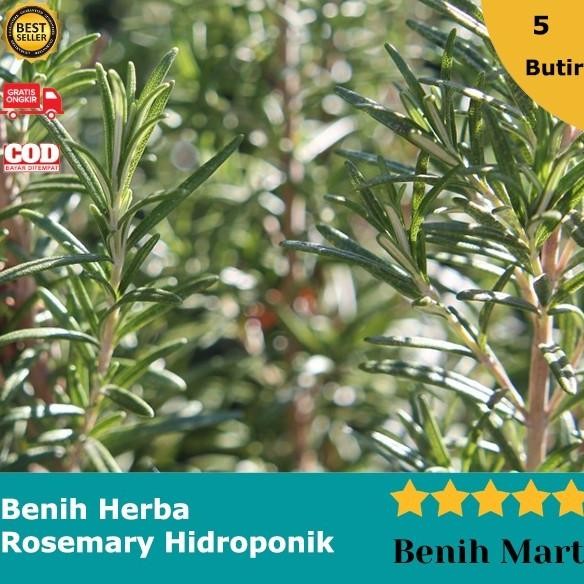 

Terlaris Bibit Benih Herb Rosemary Herbal Import