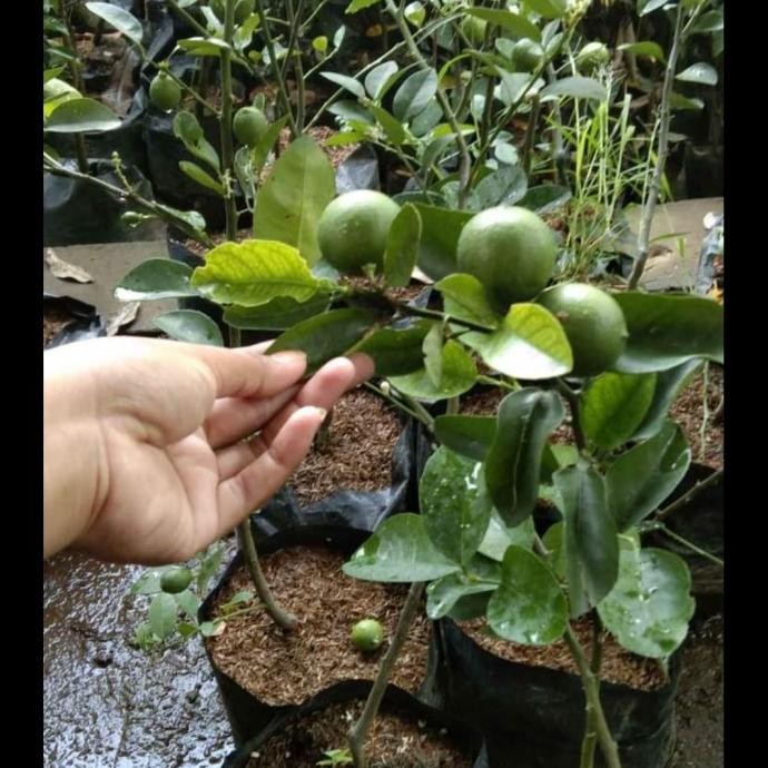 

Terlaris Bibit Jeruk Nipis Sudah Berbuah Bibit Hasil Okulasi Sbb14