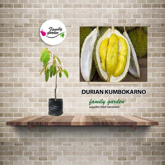 

Terlaris Bibit Tanaman Buah Durian Kumbokarno