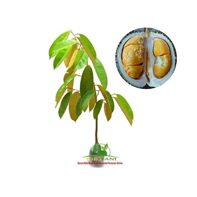 

Terlaris Bibit Durian Duri Hitam Durian Oche Blackthorn Unggul