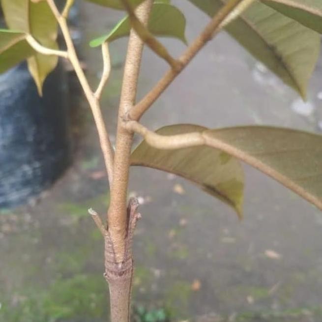 

Terlaris New Bibit Durian Musangking | Ochee Duri Hitam Blackthorn | Montong | Bawor | Durian Medan