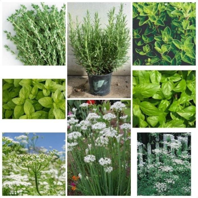 

Terlaris Paket 8 Jenis Bibit Benih Herb Thyme Oregano Rosemary Garlic Mint