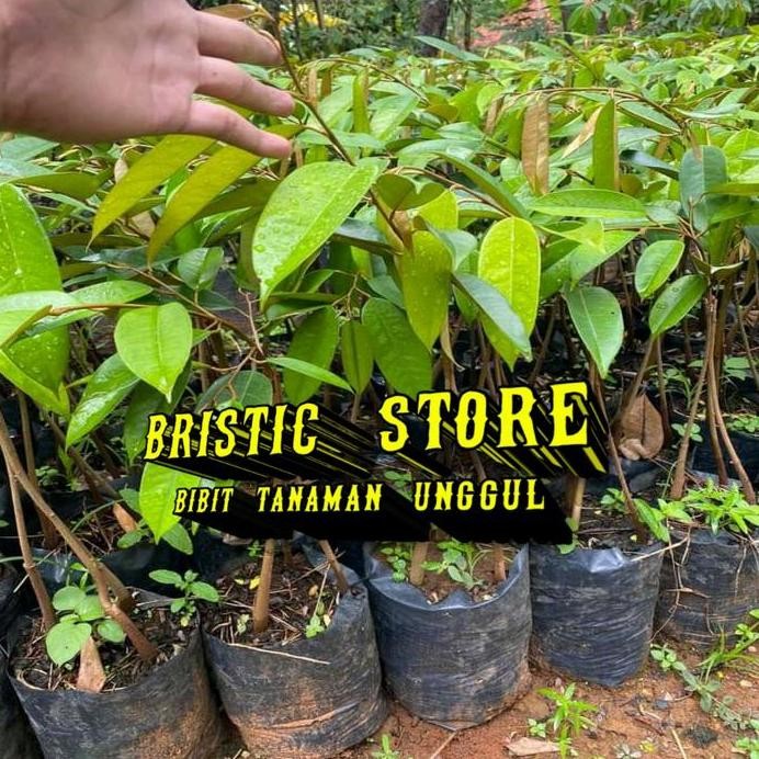 

Terlaris ( Beli 2 Gratis 1 ) Bibit Durian Musangking Kaki 3 Super Cepat Berbuah