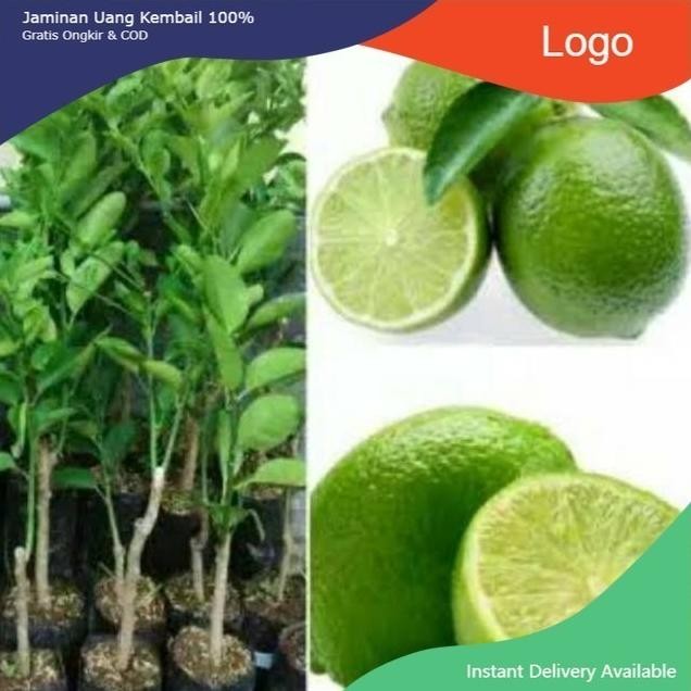 

Terlaris Jual! Bibit Pohon Jeruk Nipis Tanaman Buah Herbal Viral 0111 Supeerr