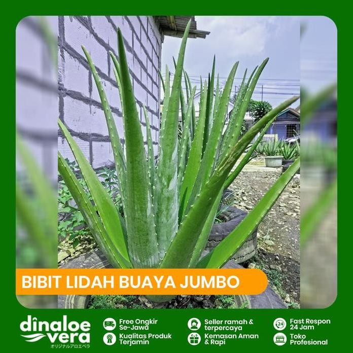 

Terlaris Bibit Lidah Buaya Jumbo Barbadensis Uk. Sedang 20-30 Cm