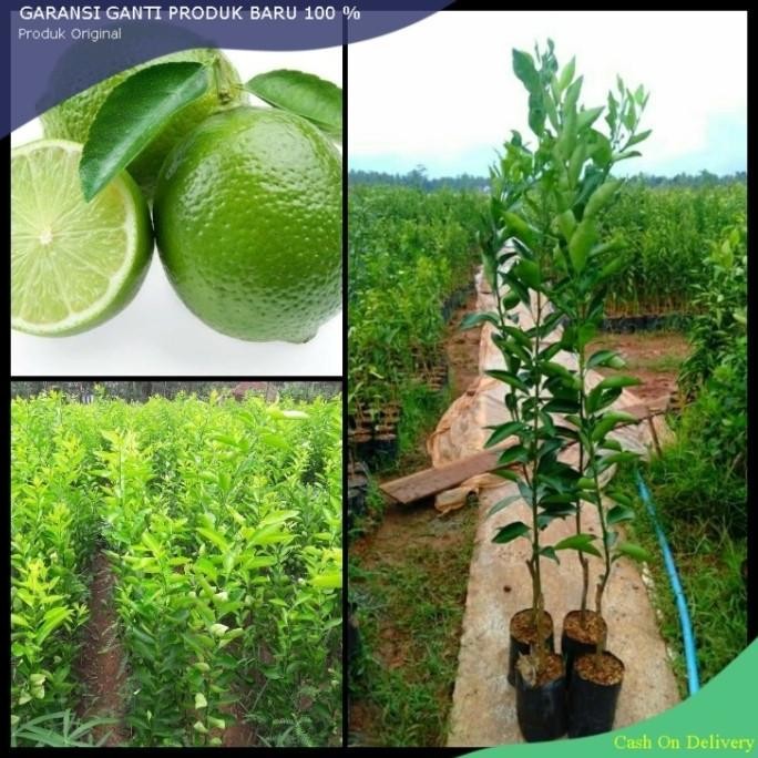 

Terlaris Bibit Jeruk Nipis Unggul Super