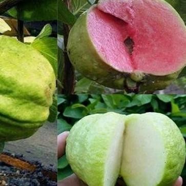 

Terlaris Paket Hemat 3 Bibit Tanaman Buah Jambu Sukun Unggulan