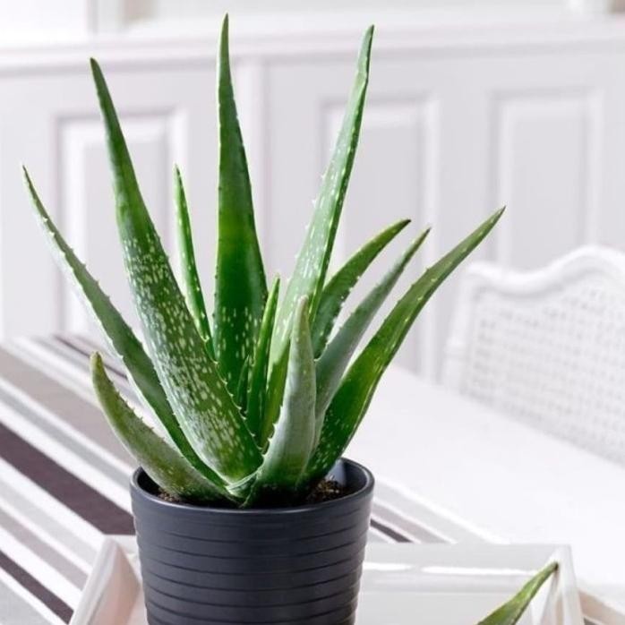 

Terlaris Bibit Tanaman Lidah Buaya Aloevera Aloe Vera Dn Lidah Buaya Istimewa