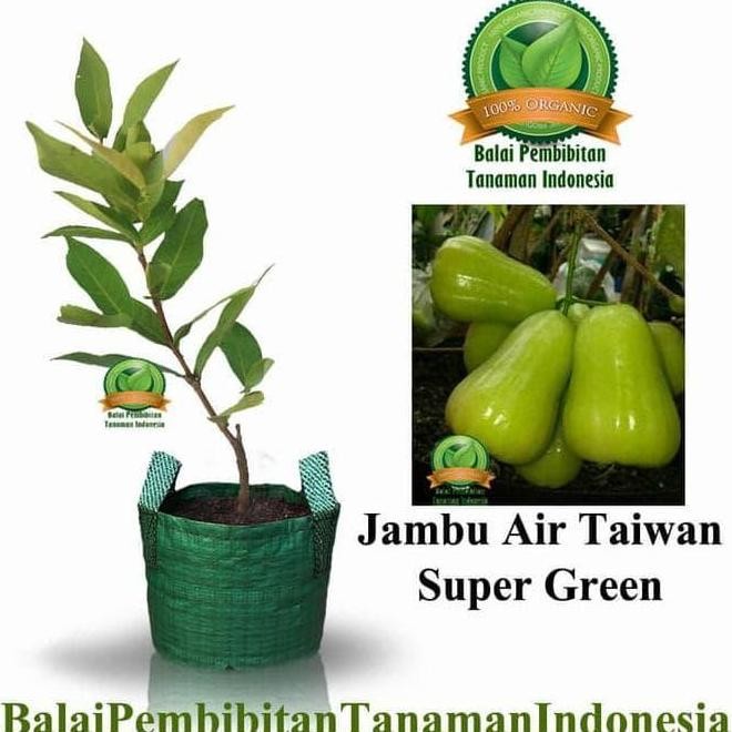 

Terlaris 12Rr Bibit Jambu Air Taiwan Super Green / Bibit Buah / Tanaman R12