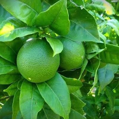 

Terlaris Bibit Buah Jeruk Nipis Tanaman Buah Jeruk Bibit Jeruk Hasil Okilasi