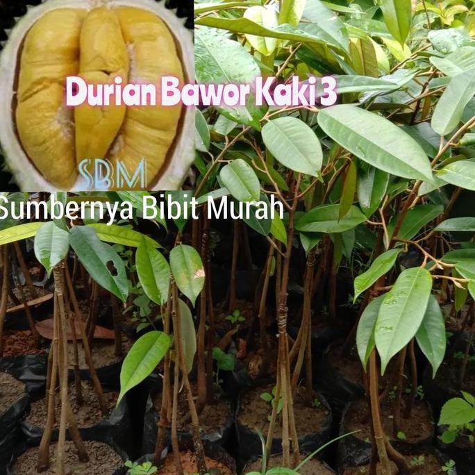

Terlaris Bibit Durian Bawor Kaki 3