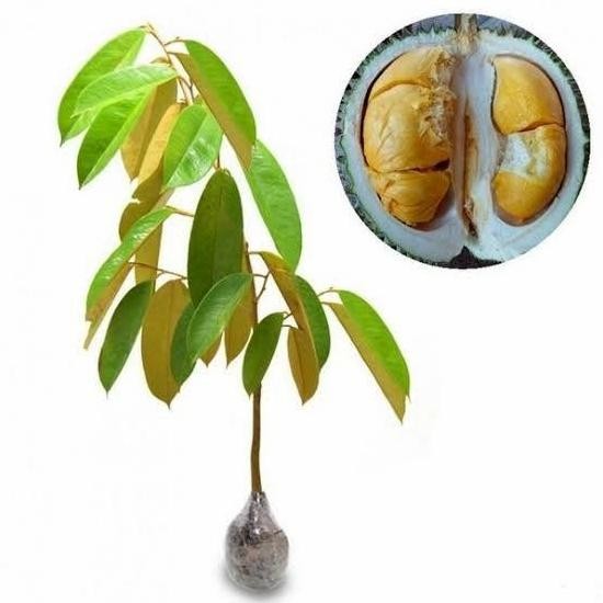 

Terlaris Bibit Tanaman Buah Durian Duri Hitam Ochee