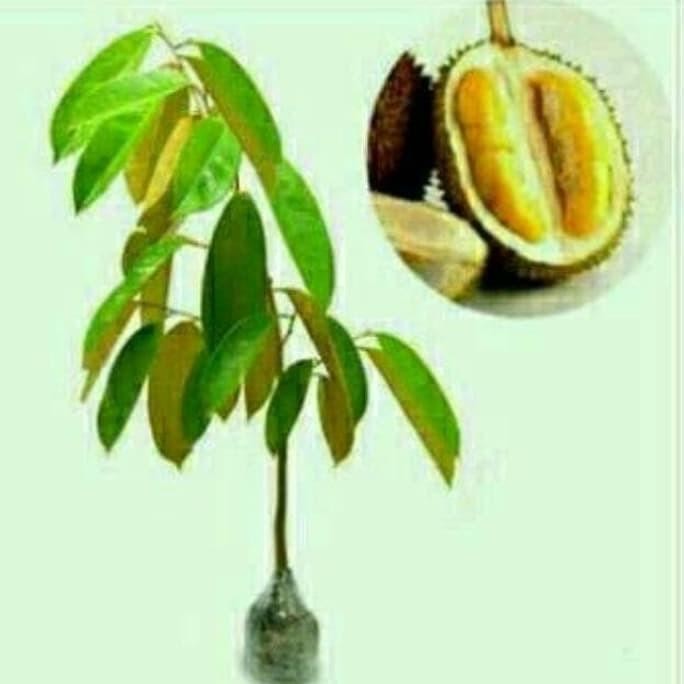 

Terlaris Bibit Pohon Durian Musangking Kaki Satu