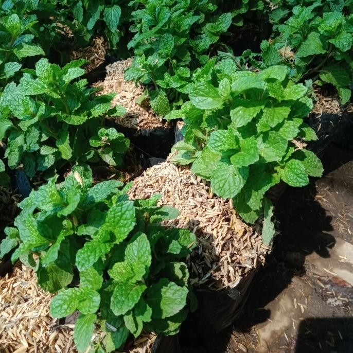 

Terlaris Ready Bibit Daun Mint Super Berkuwalitas Dan Daun Sdh Rimbun.