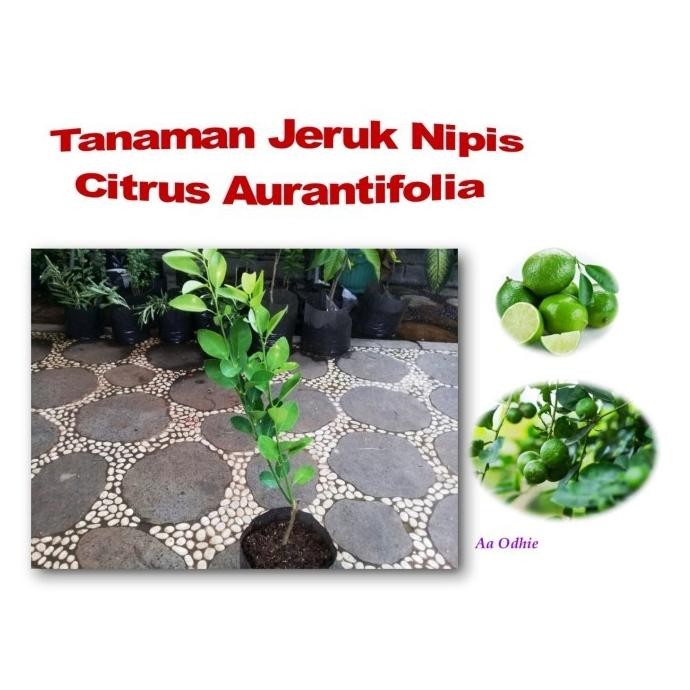 

Terlaris Bibit Pohon Jeruk Nipis Citrus Aurantifolia Tanaman Rempah & Herbal