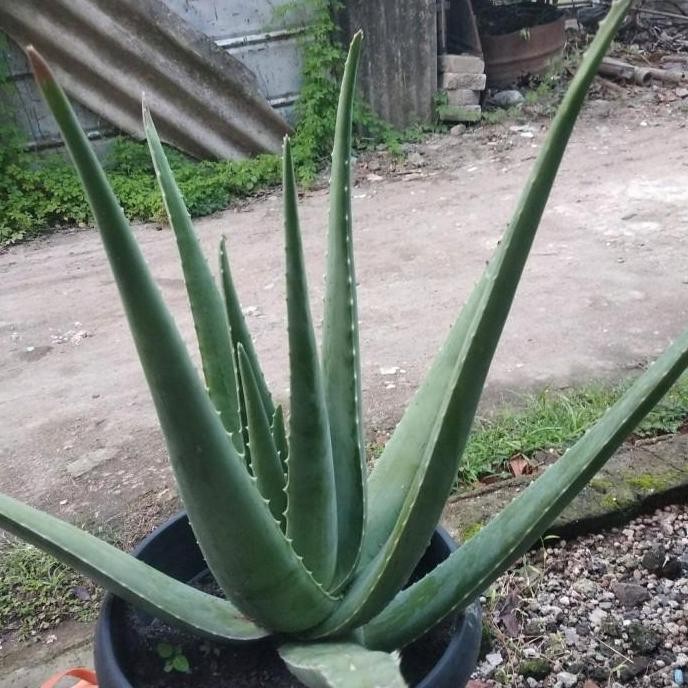 

Terlaris Bibit Pohon Lidah Buaya Jumbo