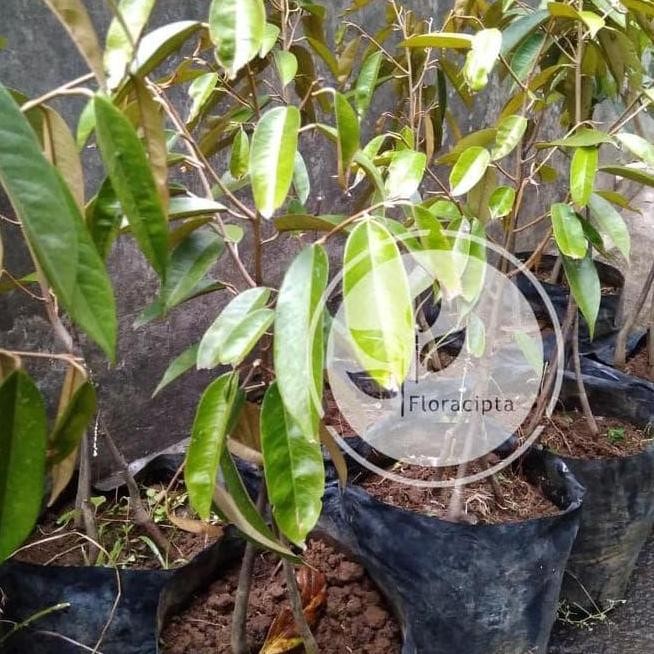 

Terlaris Kw Wahid! Bibit Durian Musangking Kaki Tiga 3 - Pohon Buah Duren