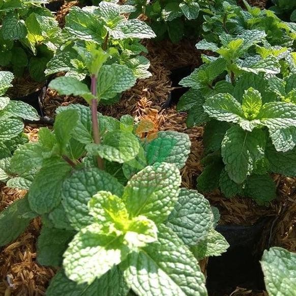 

Terlaris Bibit Daun Mint Atau Daun Pipermint Perbibit