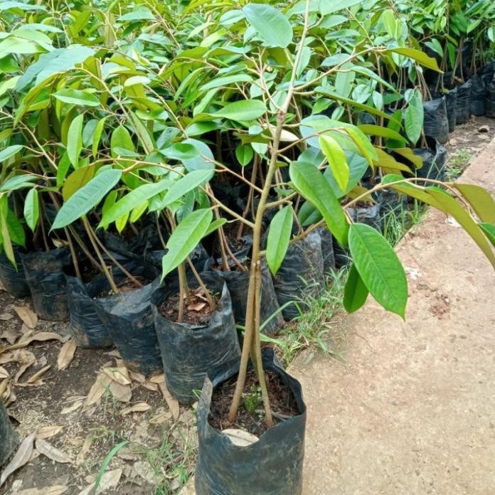 

Terlaris Bibit Durian Musangking Kaki 3 Okulasi Cepat Berbuah Dan Juga Siap Di Buahkan