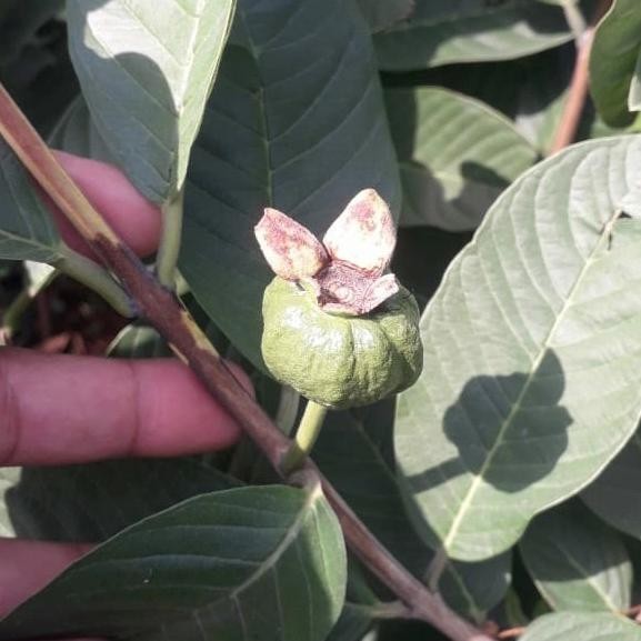 

Terlaris Bibit Jambu Kristal Kondisi Beruah/Berbunga