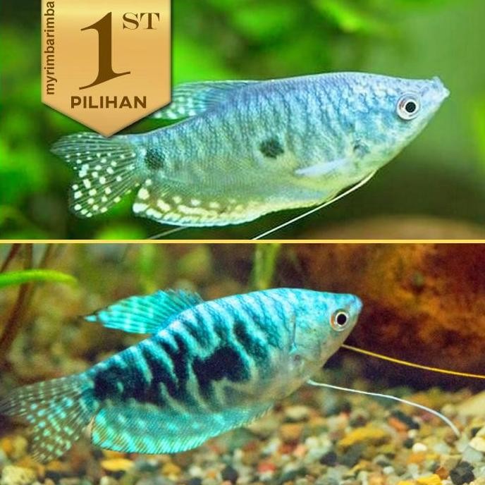 Terlaris Paket Koloni (Isi 10) Sepat Hornsby Blue Gourami Ikan Hias Aquascape Hiasan Aquarium Tanama