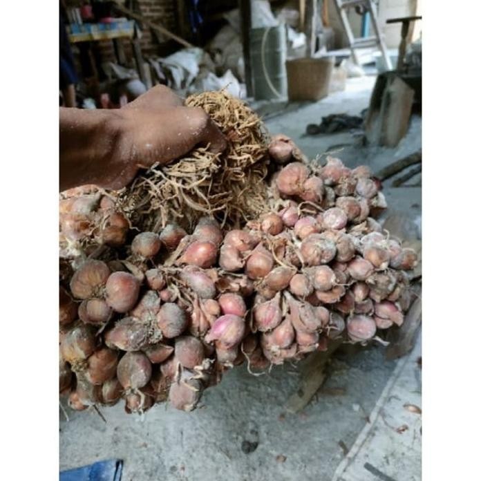 

Terlaris Bibit Bawang Merah Thailand Asli Nganjuk Yokdtu 3011Mn
