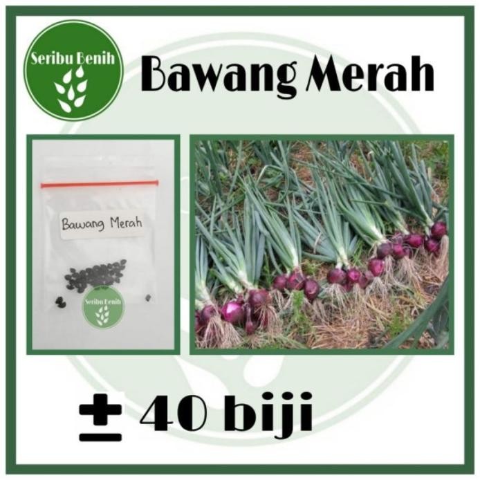 

Terlaris Ready Terlaris 40 Benih Bawang Merah Unggul Lokananta - Bibit Tanaman Sayuran Seribuan Murah Repack [ Seribu ]
