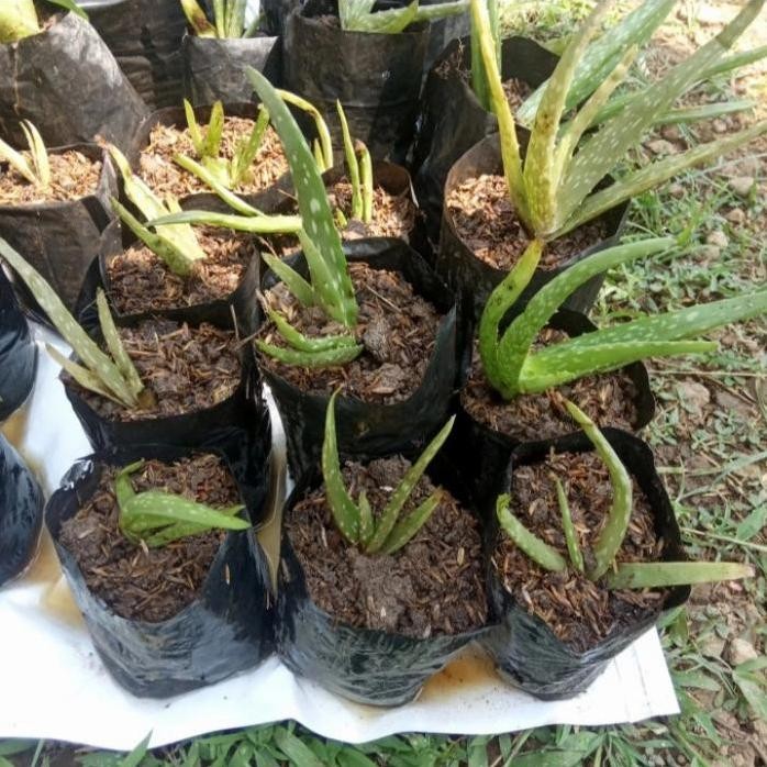 

Terlaris Bibit Tanaman Lidah Buaya Aloe Vera