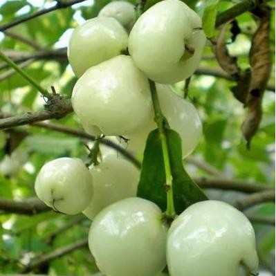 

Terlaris Bibit Jambu Air Camplong Madura