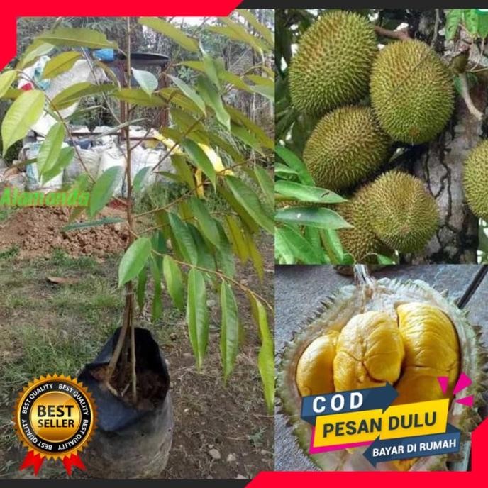 

Terlaris Bibit Tanaman Durian Musangking Kaki 3