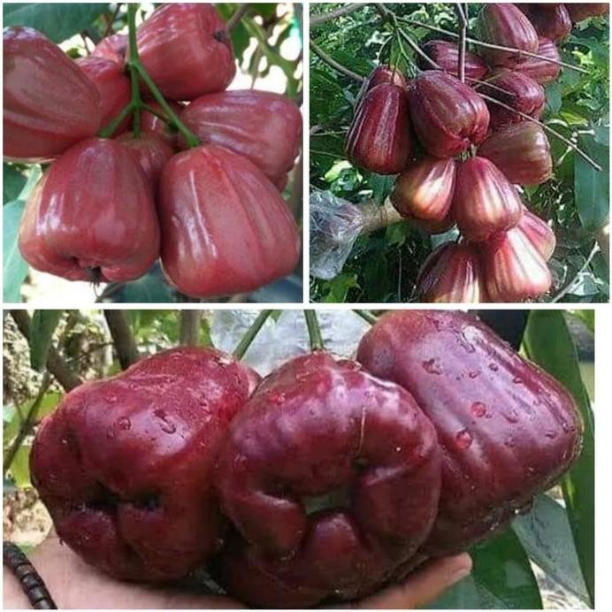 

Terlaris Bibit Jambu Dalhari Unggul Dan Berkuwalitas.