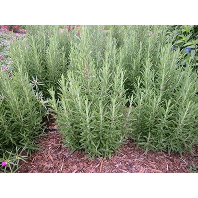 

Terlaris Bibit Tanaman Bunga Rosemary Herb Pegusir Nyamuk