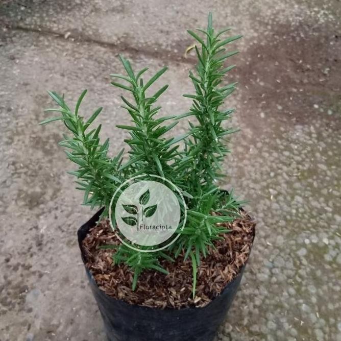 

Terlaris Bibit Pohon Rosemary/Tanaman Rosemary - Rosmary Az