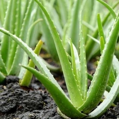

Terlaris Bibit Tanaman Lidah Buaya Pohon Hias Bibit Lidah Buaya Aloe Vera Barang Super