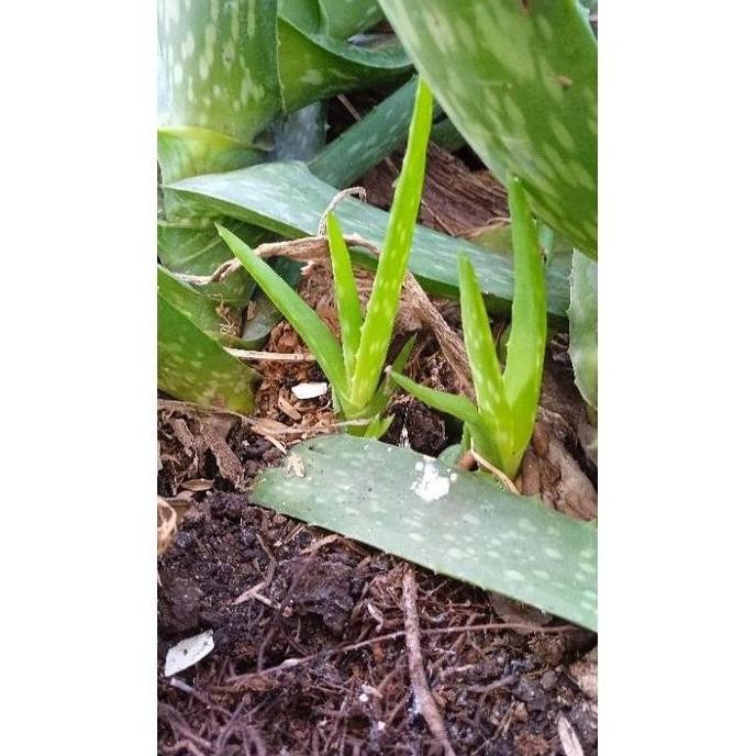 

Terlaris "Qriss" Bibit Tanaman Lidah Buaya Aloe Vera Organik Tanpa Pupuk Kimia Tanpa Pestisida Kimia