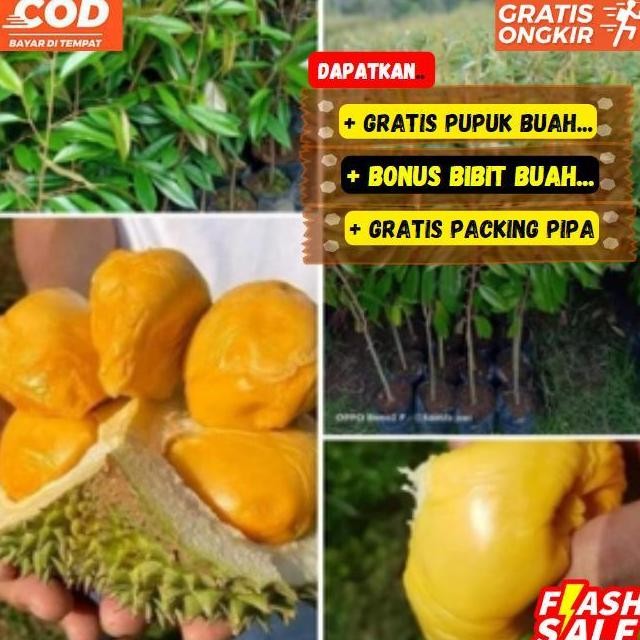 

Terlaris Termurah Bibit Pohon Durian Musang King Kaki 3 Tinggi 1 - 1.3 Meter Super Unggulan, Wajib + Packing
