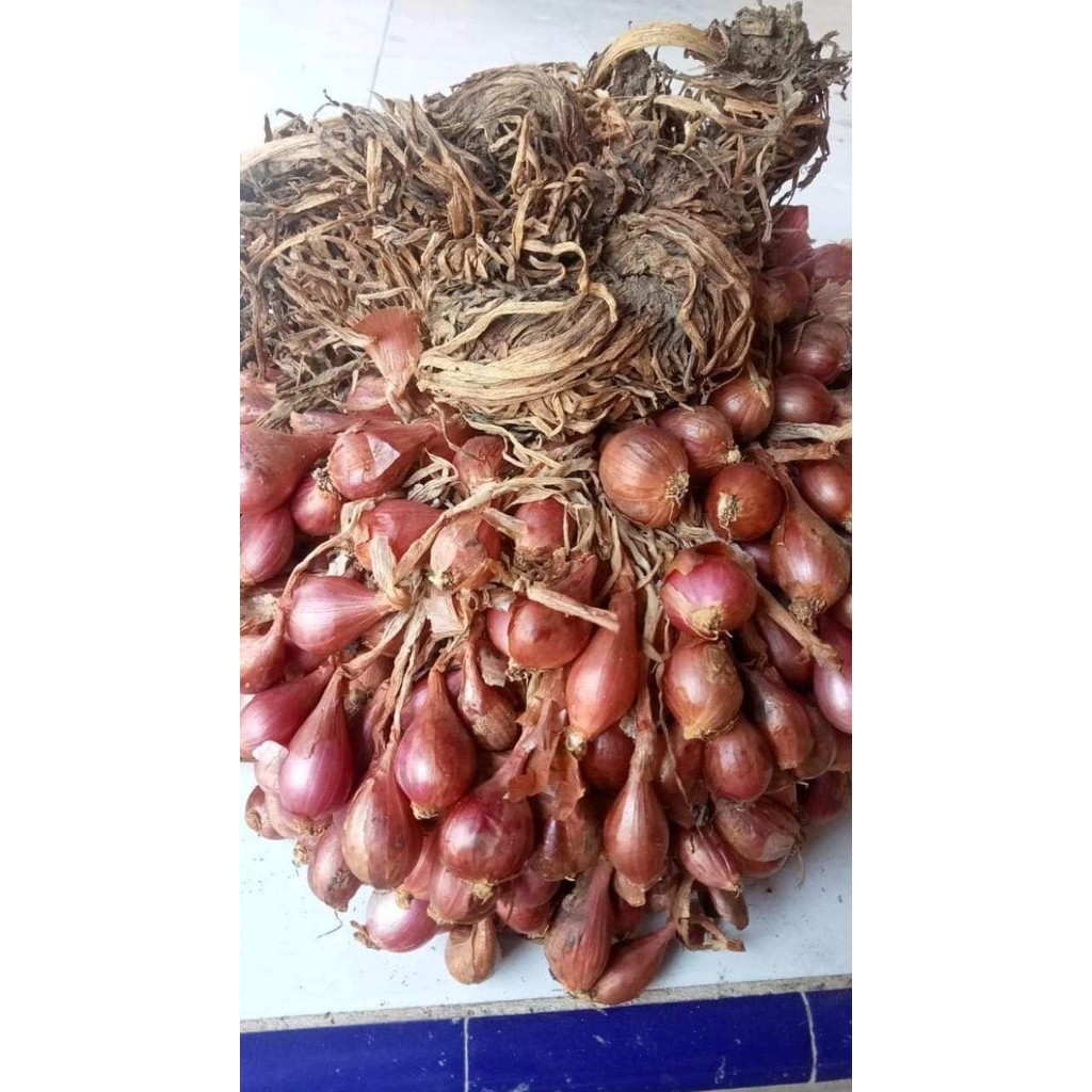 

Terlaris Asli Bibit Bawang Merah Asli Brebes 1Kg Kawak Ready Stock