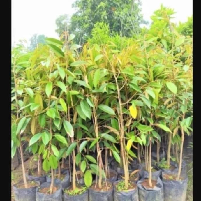 

Terlaris Bibit Durian Bawor Ukuran 1 Meter